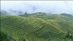 terraces of yangshuo